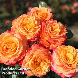 Rose Meteor (Floribunda Rose)