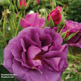 Rose Minerva (Floribunda Rose)