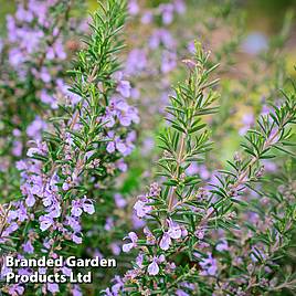 Rosemary Miss Jessops Upright