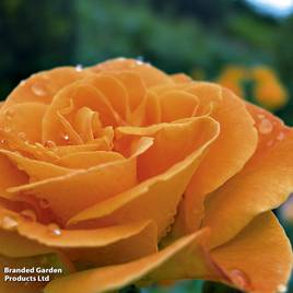Rose Precious Amber (Floribunda Rose)