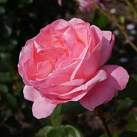 Rose Queen Elizabeth