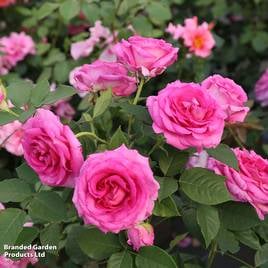 Rose Raspberry Cupcake (Hybrid Tea)