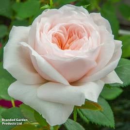 Rose Sabrina (Climbing)