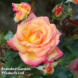 Rose Sheilas Perfume (Floribunda)
