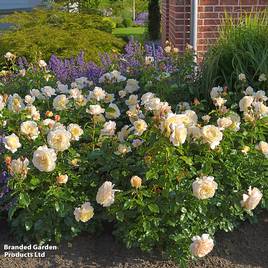 Rose Special Day (Floribunda Rose)