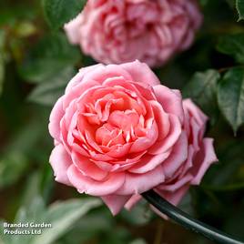 Rose Star Performer (Climbing Rose)