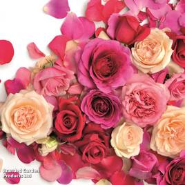 Rose Home Florist Timeless Collection