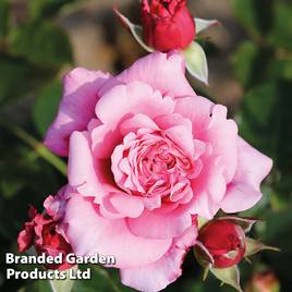 Rose Home Florist Timeless Pink (Hybrid Tea Rose)