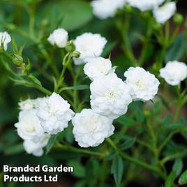 Rose White Fairy (Polyantha)