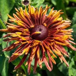 Rudbeckia Chim Chiminee - Seeds