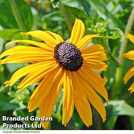 Rudbeckia fulgida var sullivantii Goldsturm