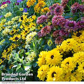 Rudbeckia Summerdaisy Collection