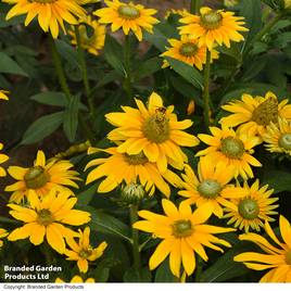 Rudbeckia hirta Prairie Sun