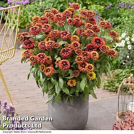 Rudbeckia Enchanted Velvet Flame