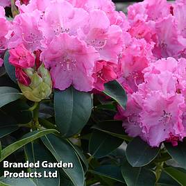 Rhododendron Germania
