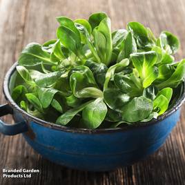 Corn Salad Lambs Lettuce - Seeds