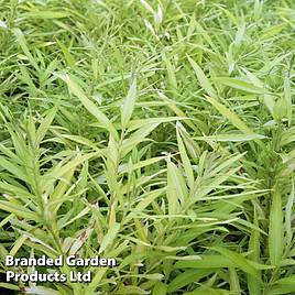 Salix udensis Golden Sunshine