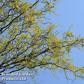 Twisted willow (Hedging)