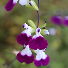 Salvia Amethyst Lips