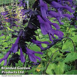 Salvia Amistad