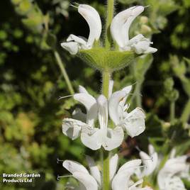 Salvia argentea Artemis