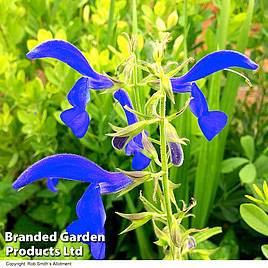 Salvia patens Blue Angel