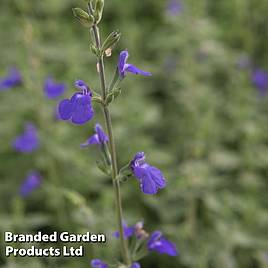 Salvia microphylla Blue Monrovia