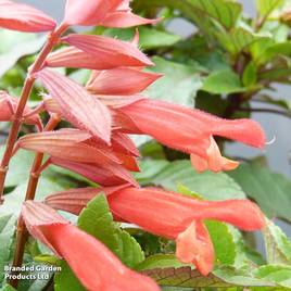 Salvia hybrida Embers Wish