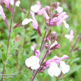 Salvia greggii Joy