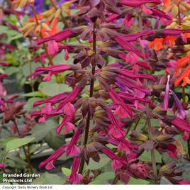 Salvia Love and Wishes