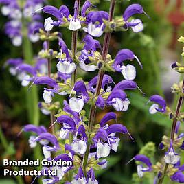 Salvia pratensis Madeline