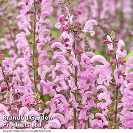 Salvia Fashionista Moulin Rouge