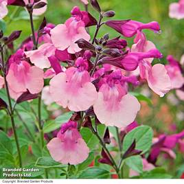 Salvia Melba Magic™ Peach