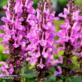 Salvia nemorosa Rose Marvel