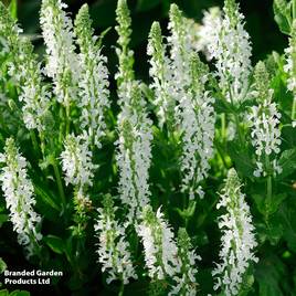 Salvia x superba Snow Hills