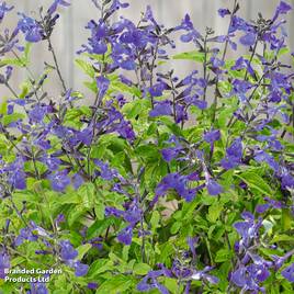 Salvia microphylla So Cool Pale Blue