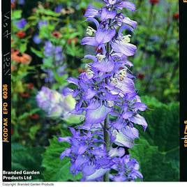 Salvia sclarea var. turkestanica