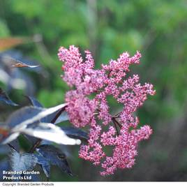 Sambucus nigra f. porphyrophylla Black Beauty