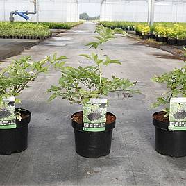 Sambucus nigra Haschberg