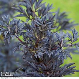 Sambucus nigra Laced Up