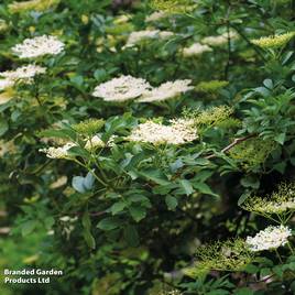 Elderberry (Hedging)