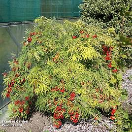 Sambucus racemosa Welsh Gold