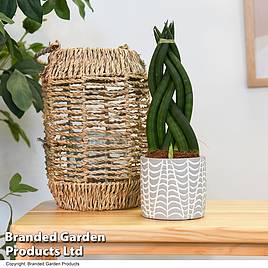 Sansevieria cylindrica Braided