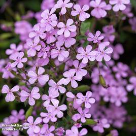 Saponaria ocymoides