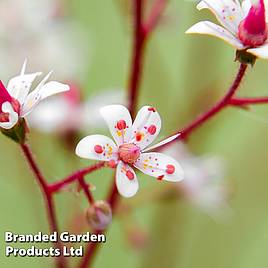 Saxifraga umbrosa Variegata