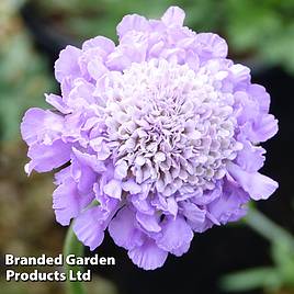 Scabiosa Butterfly Blue