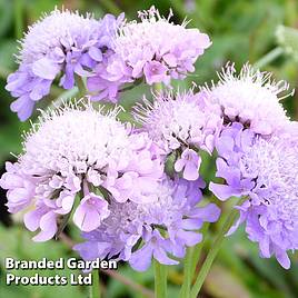Scabiosa columbaria Misty Butterflies