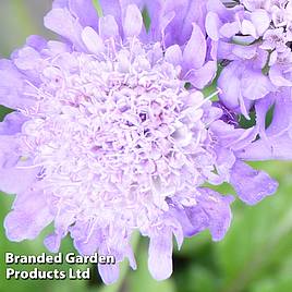 Scabiosa columbaria Pincushion Blue