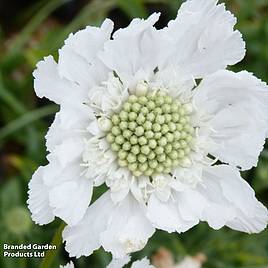Scabiosa caucasica var. alba