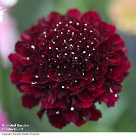 Scabiosa Scoop Blackberry